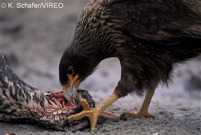 Striated Caracara s66-1-274.jpg